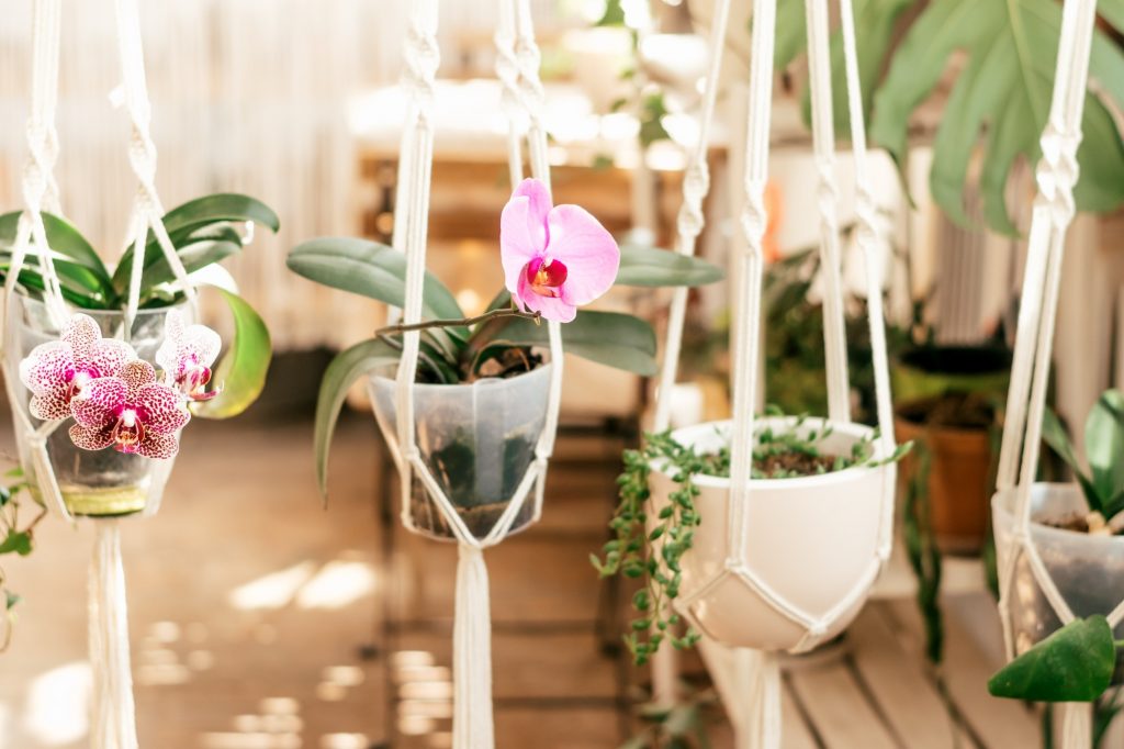 7 Creative Ways to Display Your Plants